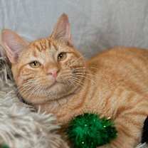 Thumbnail photo of Straw #2