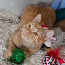 Thumbnail photo of Straw #3