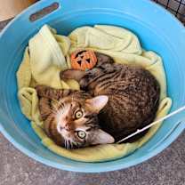 Thumbnail photo of Shrimp #1