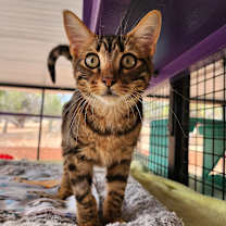 Thumbnail photo of Shrimp #4