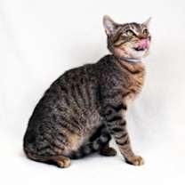 Thumbnail photo of JOSHUA #2