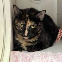 Thumbnail photo of Nami #1