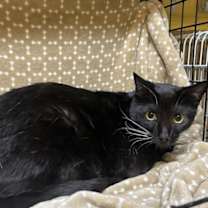 Thumbnail photo of Shakky #1