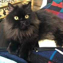 Thumbnail photo of Louis #1