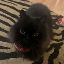 Thumbnail photo of Louis #3