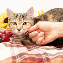 Thumbnail photo of Opal #2