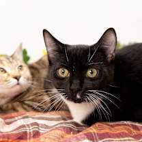 Thumbnail photo of Ozzy #2