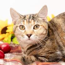 Thumbnail photo of Opal #3