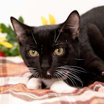 Thumbnail photo of Ozzy #3