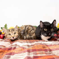 Thumbnail photo of Ozzy #4