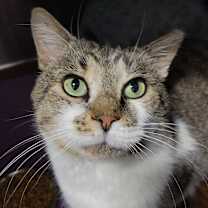 Thumbnail photo of Bullwinkle #4