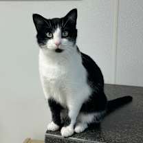 Thumbnail photo of Sam #1