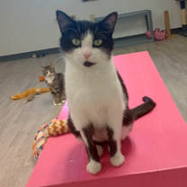 Thumbnail photo of Sam #4