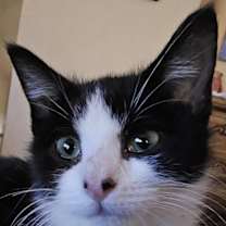 Thumbnail photo of MooMoo #2