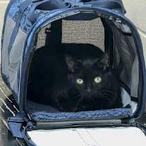 Thumbnail photo of Gigi (Pino Grigio) #1