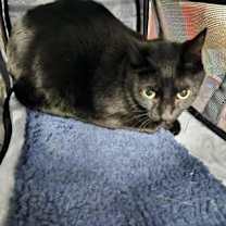 Thumbnail photo of Gigi (Pino Grigio) #3