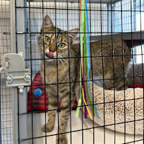 Thumbnail photo of Junie B #4