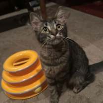 Thumbnail photo of Calcie #3