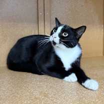 Thumbnail photo of Zelda #1