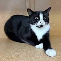 Thumbnail photo of Zelda #2