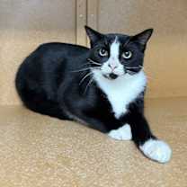 Thumbnail photo of Zelda #3