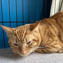 Thumbnail photo of Zeus #4