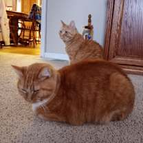 Thumbnail photo of Zoey #2