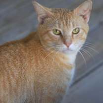 Thumbnail photo of Kraft #1