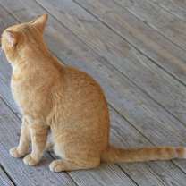 Thumbnail photo of Kraft #2