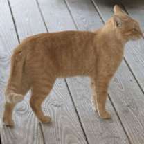 Thumbnail photo of Kraft #3