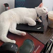 Thumbnail photo of Casper #4