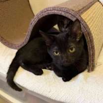 Thumbnail photo of Sully #1