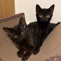 Thumbnail photo of Sully #2