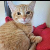 Thumbnail photo of CYPRESS(bonded with brother CE #4