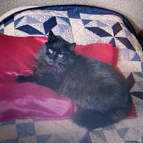 Thumbnail photo of Jones #1