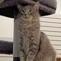 Thumbnail photo of Muffin #1