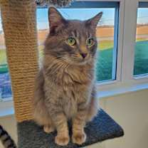 Thumbnail photo of Muffin #2