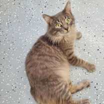 Thumbnail photo of Muffin #3