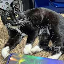 Thumbnail photo of Scooter #1