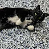 Thumbnail photo of Scooter #2