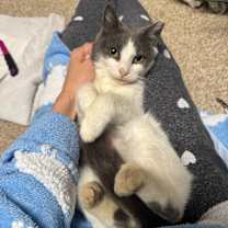 Thumbnail photo of Moonie McNugget #2