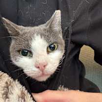 Thumbnail photo of Moonie McNugget #4