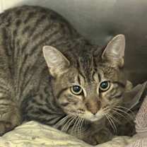 Thumbnail photo of Elfaba #1