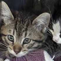 Thumbnail photo of Elfaba #2