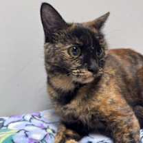 Thumbnail photo of Bourbon Blondie #4