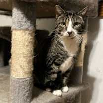 Thumbnail photo of Zeus #4