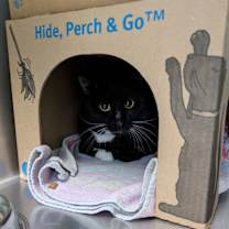 Thumbnail photo of Socks #1