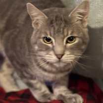 Thumbnail photo of Mouse #3