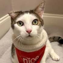 Thumbnail photo of Nala #3