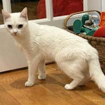 Thumbnail photo of SNOWFLAKE #1